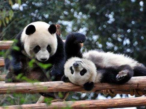 为什么熊猫的颜色是黑白相间的？