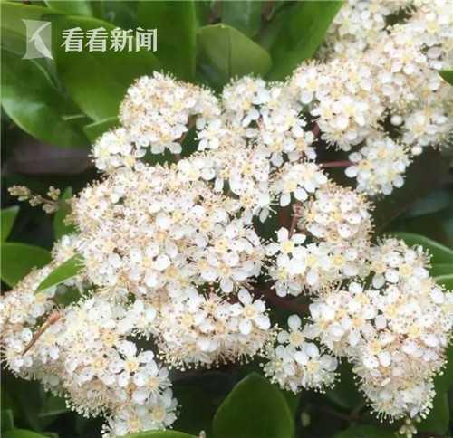 石楠花茶 石楠花为什么叫最污花 茶百科