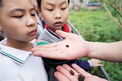 萤火虫什么时候有(萤火虫几月份出现)