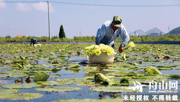 睡莲花茶 睡莲花可以泡水喝吗 茶百科