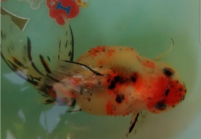 金鱼炸鳞怎么处理 多长时间能好 爱游钓鱼网