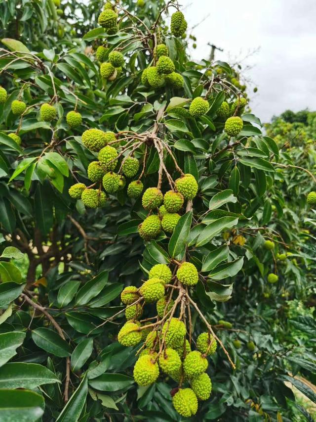荔枝什么时候有(荔枝什么时候出)