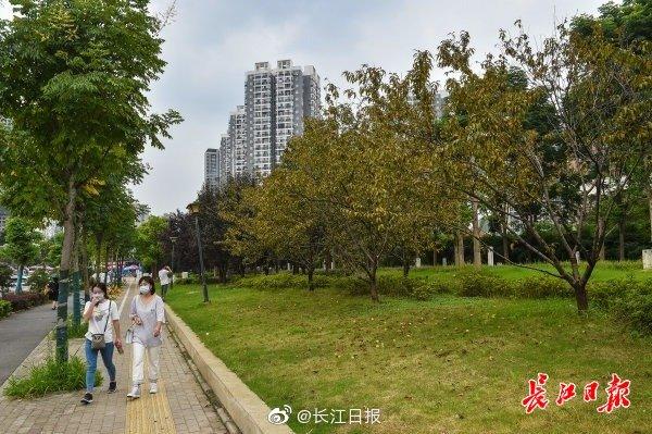 要见缝插绿，不要见缝插楼，武汉今年将新建100个口袋公园