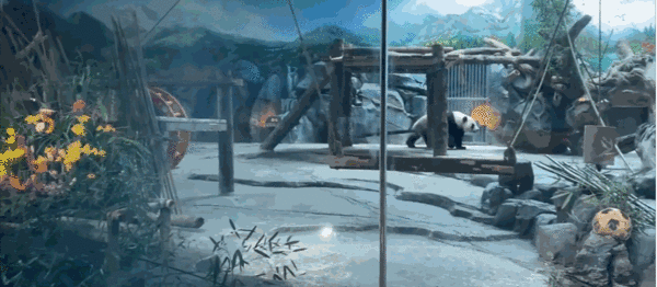 熊礼|动物园举办成熊礼 网友们纷纷表示这是在给春俏征婚吗？