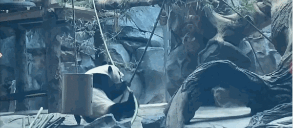 熊礼|动物园举办成熊礼 网友们纷纷表示这是在给春俏征婚吗？