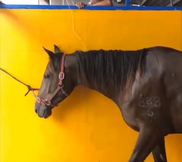 男孩|冲入海中救男孩的两匹马病危 主人心疼求助