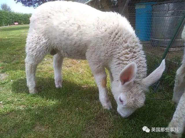 像牛像驴像马还像狗！！这俩长的这么潦草的羊咩咩究竟是什么品种