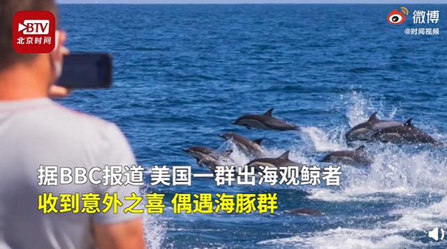 海豚：出海观鲸偶遇海豚群狂奔 乘风破浪的海洋精灵秒杀电影特效