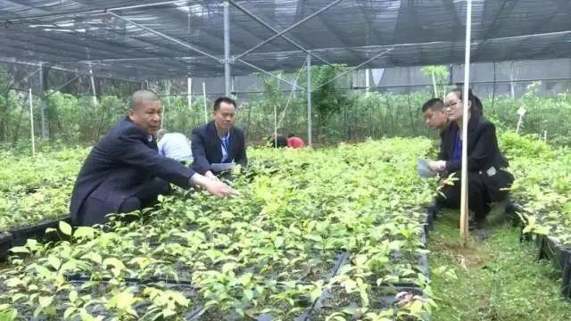 梅州平远：中医药产业助力脱贫攻坚
