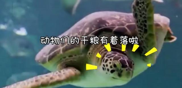 告急|水族馆资金告急许愿池硬币来救急 因疫情要关门