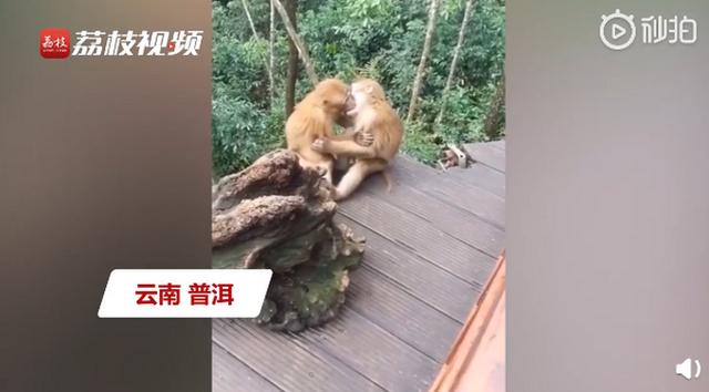 接吻|两只猴子接吻被发现害羞打闹 网友：都是旅游的情侣教的