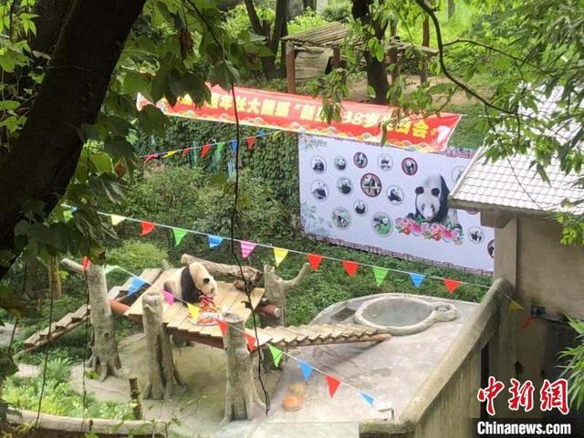 现存最年长圈养大熊猫“新星”迎38岁生日