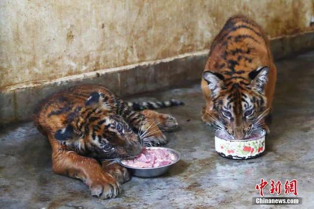 中国哪些动物园里有老虎