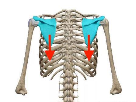 健身沉肩是什么意思(肩膀下沉正确姿势)