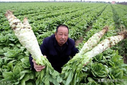 为什么我地里的莴笋这么细小就开始抽苔了 有什么方法能让它的茎干变粗吗 爱游钓鱼网