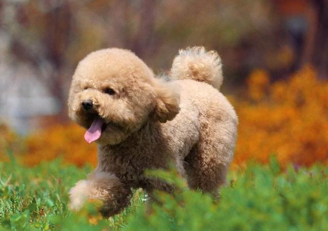 养了“泰迪犬”几年，花了上万元医药费后，我明白了这7个道理