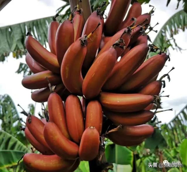 漳州红香蕉红皮香蕉多少钱一斤