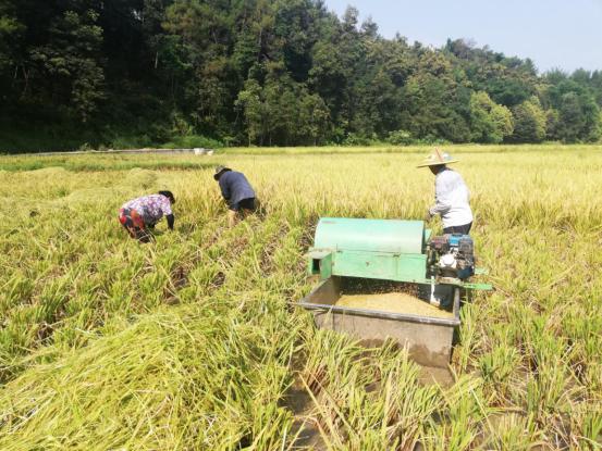 宜宾市叙州区：大春水稻收割全面展开 预计产量达24.5万