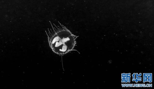 水库|庐山枧洼水库桃花水母 桃花水母有“水中大熊猫”之称