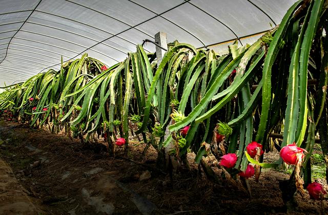 知联会|涪陵知联会农业分会走进康丰火龙果基地、展禾农业公司开展调研活动