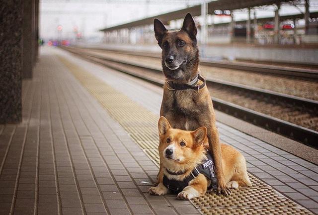 史上最萌警犬退休！俄罗斯短腿柯基当警官，出警全在卖萌？