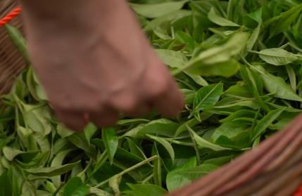 臺(tái)山市2020年云端上的巾幗“僑鄉(xiāng)農(nóng)耕節(jié)”來(lái)啦！邀請(qǐng)你來(lái)一起嗨