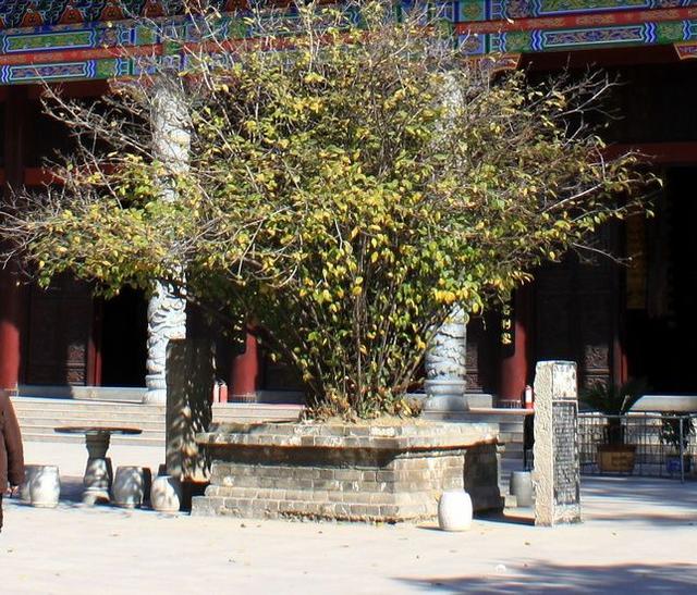 华夏大地留给后人的除了文物及远古遗迹，华夏千年古树是最好见证