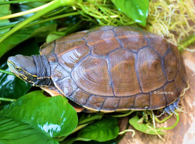 在云南高原中的神秘精灵---云南闭壳龟