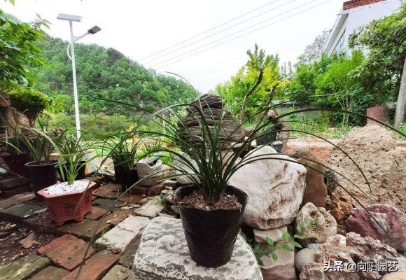 夏天兰花浇水，循序2大“原则”，不要“随手浇”，容易烂根
