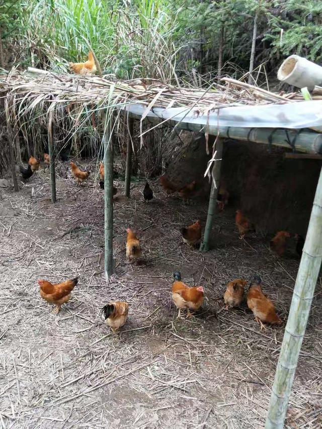在农村山区散养土鸡需要什么技术,最需要注意的是什么