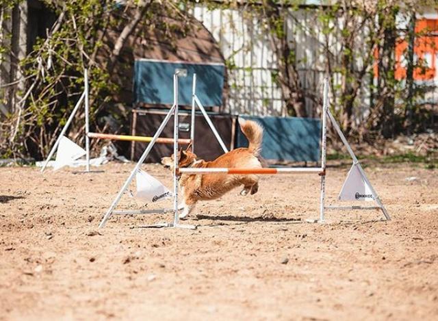 史上最萌警犬退休！俄罗斯短腿柯基当警官，出警全在卖萌？