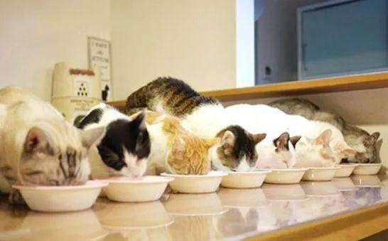 猫冲着人放屁什么意思