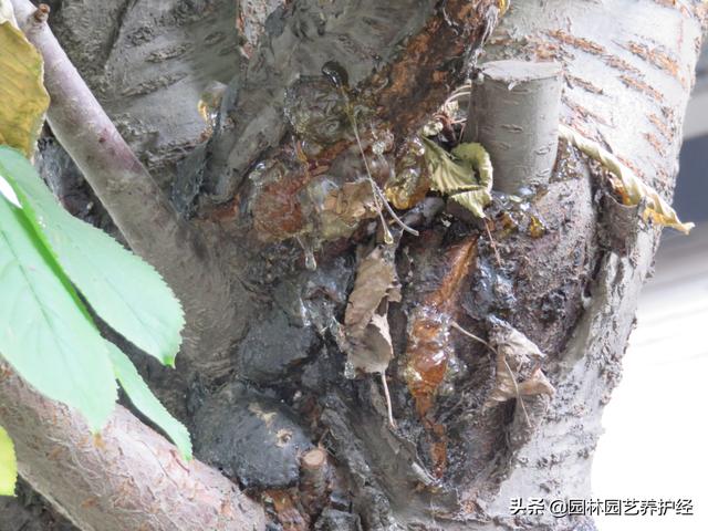 腐生条件(霉菌是寄生还是腐生)