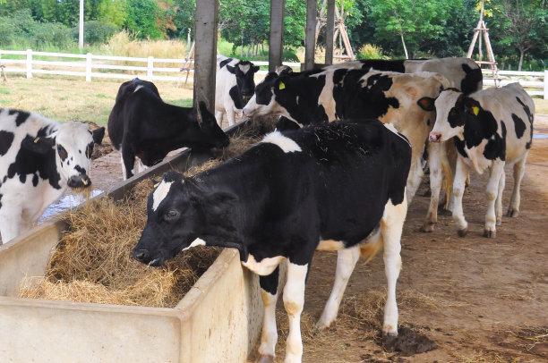 农村放开小规模散养，在村里也能养牛，环保真