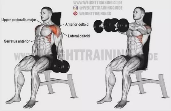 超全胸、腰、臀腿、肩背肌肉訓練圖解：健身圈必收，男女通用