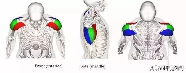 想要練出飽滿三角肌告別窄肩？動作不多5個就夠，把肩練寬練飽滿
