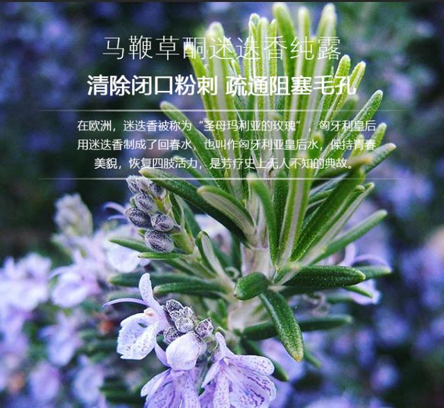 迷迭香纯露怎么用(迷迭香纯露使用禁忌)