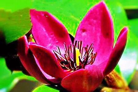 含笑花什么时候开花(含笑花什么时候修剪好)