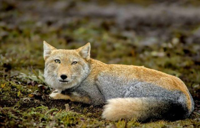 同样是狐狸 藏狐不妖媚 天生一副欠揍表情成为网红zt 步行街主干道 虎扑社区