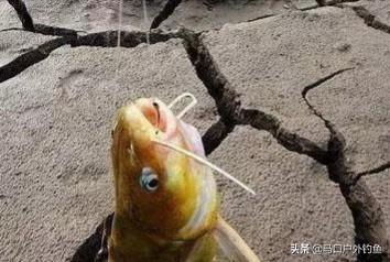 用什么鱼饵钓到黄花鱼