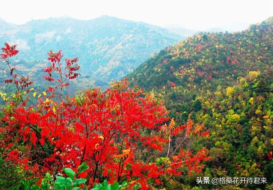 旅遊景點軟文推薦重陽登高翠華山漫山紅葉醉終南