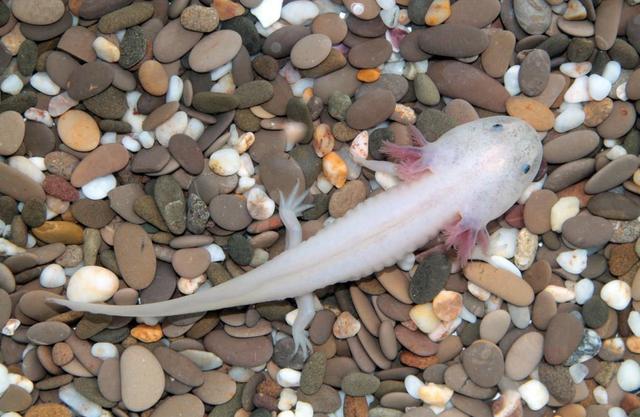 美西钝口螈(六角恐龙)_淡水两栖类_西南渔业网 水花鱼 水产养殖专业网