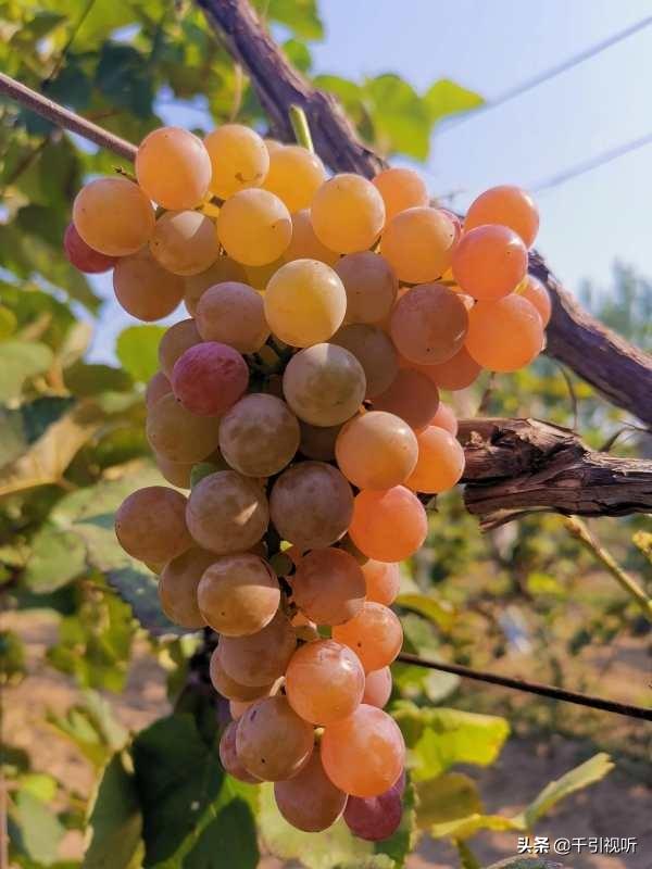 |北京延庆好去处：春日农场任大叔家的葡萄熟了