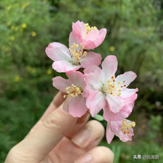 花英语怎么读语音 爱上知识网