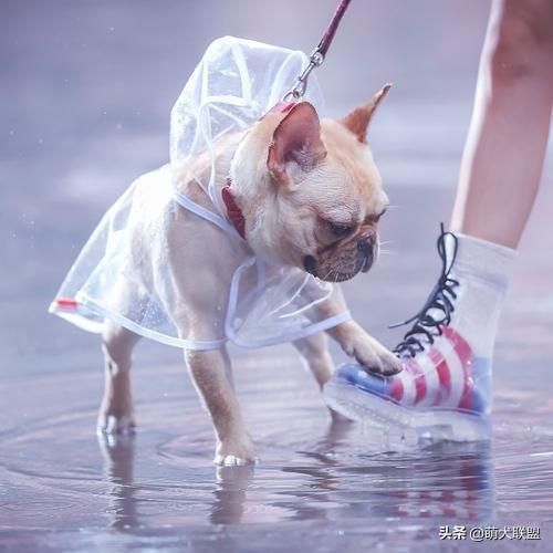 下雨天气还要带狗狗出去遛狗吗 狗狗百科