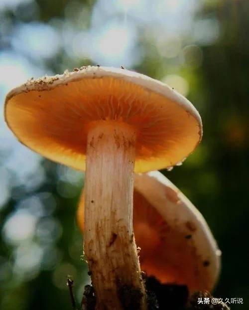 奇闻：世界上最大的生物居然是一个蘑菇