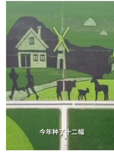 袁隆平|农民种出袁隆平钟南山稻田画 平均每幅画约3000个点用5种颜色的水稻组成