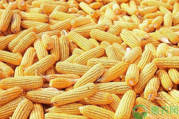 玉米价格多少钱一斤(今日玉米价一斤多少钱)