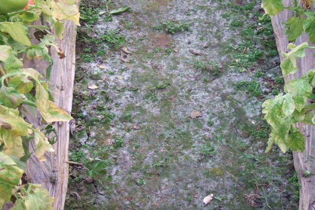 蔬菜大棚土壤盐渍化严重那它是怎么形成的如何治理