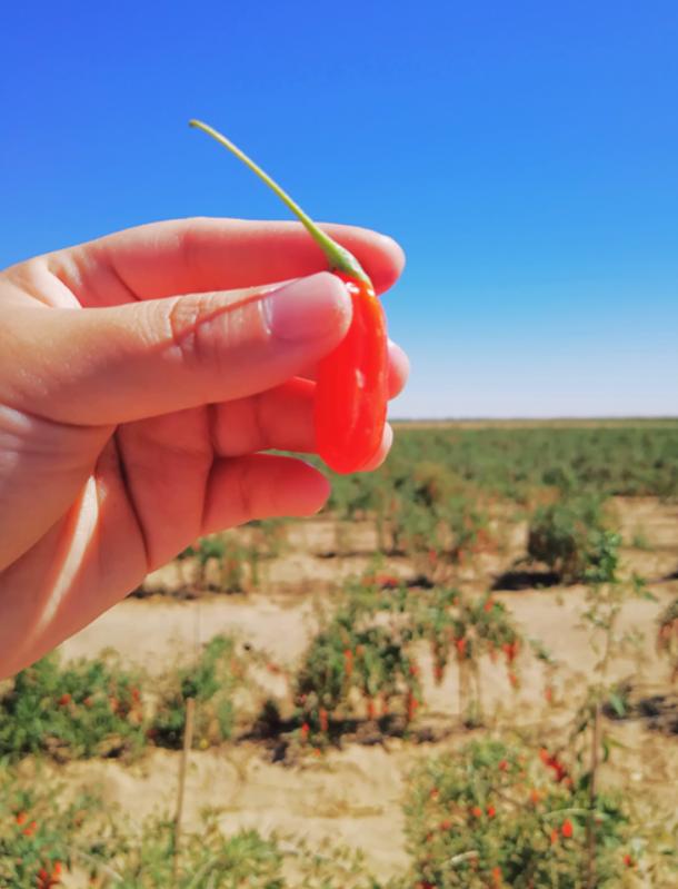 投资5亿在沙漠建“农业公园”，能否改写中国农业的未来？
